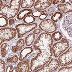Immunohistochemical staining of human kidney shows high expression.