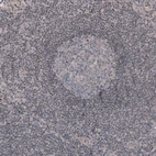 Immunohistochemical staining of human lymph node shows no positivity in germinal center cells as expected.