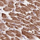 Immunohistochemical staining of human heart muscle using Anti-ATP5F1 antibody HPA057347.