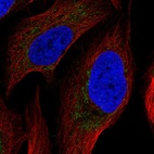 Immunofluorescent staining of human cell line U-2 OS shows localization to mitochondria.