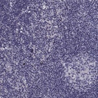 Immunohistochemical staining of human lymph node shows low expression as expected.