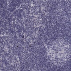 Anti-ANO1 Antibody