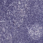 Immunohistochemical staining of human lymph node shows low expression as expected.