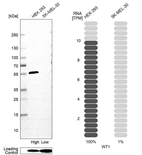 Western blot analysis in human cell line HEK 293 and human cell line SK-MEL-30.