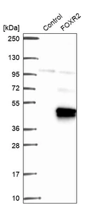 Western blot analysis in control (vector only transfected HEK293T lysate) and FOXR2 over-expression lysate (Co-expressed with a C-terminal myc-DDK tag (~3.1 kDa) in mammalian HEK293T cells, LY404938).