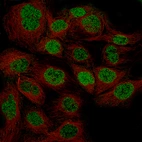 Immunofluorescence staining of CACO-2 cells using the Anti-WT1 monoclonal antibody, showing specific staining in nucleoplasm in green. Microtubule probes are visualized in red (where available).