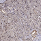 Immunohistochemical staining of human pancreas shows low expression as expected.