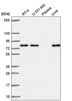 Anti-KLHL29 Antibody