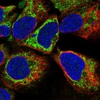 Immunofluorescent staining of human cell line HEK 293 shows localization to cytosol & mitochondria.