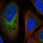 Immunofluorescent staining of human cell line U-2 OS shows localization to endoplasmic reticulum & centrosome.