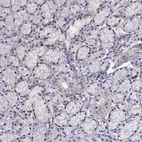 Immunohistochemical staining of human salivary gland shows moderate to strong nuclear positivity in acinar cells.