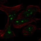 Anti-MYCN Antibody