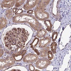 Anti-C4orf36 Antibody