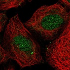 Immunofluorescent staining of human cell line HEK 293 shows localization to nucleus & centrosome.