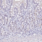 Immunohistochemical staining of human small intestine shows weak nuclear positivity in glandular cells.