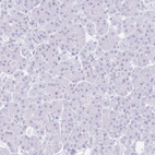 Immunohistochemical staining of human pancreas shows no positivity in exocrine glandular cells as expected.