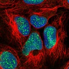 Immunofluorescent staining of human cell line HEK 293 shows localization to nucleoli & nuclear bodies.