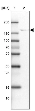 Lane 1: Marker [kDa] 250, 130, 100, 70, 55, 35, 25, 15, 10_br/_Lane 2: Human cell line U-87 MG