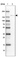 Anti-ADAMTSL1 Antibody