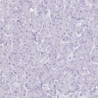 Immunohistochemical staining of human pancreas shows no positivity in exocrine glandular cells as expected.