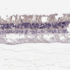 Anti-ANO2 Antibody