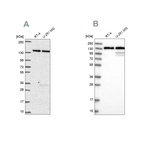 Anti-DDX46 Antibody