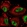 Anti-DDX46 Antibody