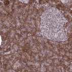 Anti-STIM2 Antibody