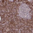 Anti-STIM2 Antibody