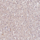 Anti-PIWIL4 Antibody