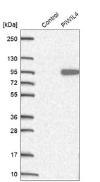 Western blot analysis in control (vector only transfected HEK293T lysate) and PIWIL4 over-expression lysate (Co-expressed with a C-terminal myc-DDK tag (~3.1 kDa) in mammalian HEK293T cells, LY407533).