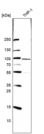 Western blot analysis in human cell line THP-1.
