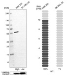 Western blot analysis in human cell line HEK 293 and human cell line SK-MEL-30.