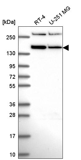 Anti-RSF1 Antibody