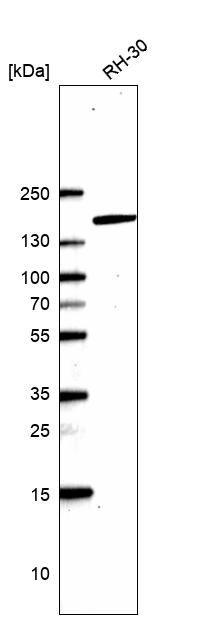 Anti-RSF1 Antibody
