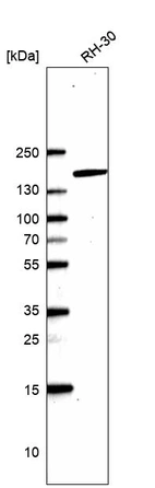 Anti-RSF1 Antibody