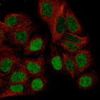 Immunofluorescence staining of CACO-2 cells using the Anti-WT1 monoclonal antibody, showing specific staining in nucleoplasm in green. Microtubule probes are visualized in red (where available).