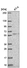 Anti-RRP8 Antibody