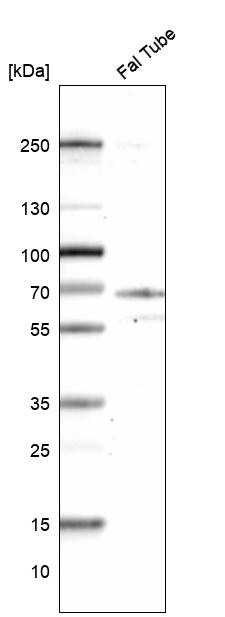 Anti-CCDC65 Antibody
