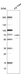 Anti-CCDC65 Antibody