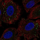 Immunofluorescent staining of human cell line A549 shows localization to vesicles.