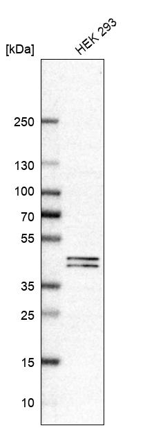 Anti-PUS1 Antibody