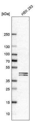 Anti-PUS1 Antibody