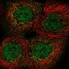 Immunofluorescent staining of human cell line A-431 shows localization to nucleus & mitochondria.