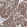 Anti-WT1 Antibody