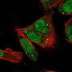 Anti-RUFY1 Antibody