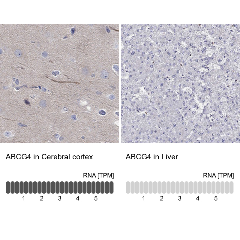Anti-ABCG4 Antibody