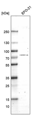 Anti-PJA2 Antibody