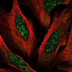 Immunofluorescent staining of human cell line U-2 OS shows localization to nuclear bodies.