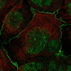 Immunofluorescent staining of human cell line CACO-2 shows localization to nucleus, nuclear bodies & cell junctions.